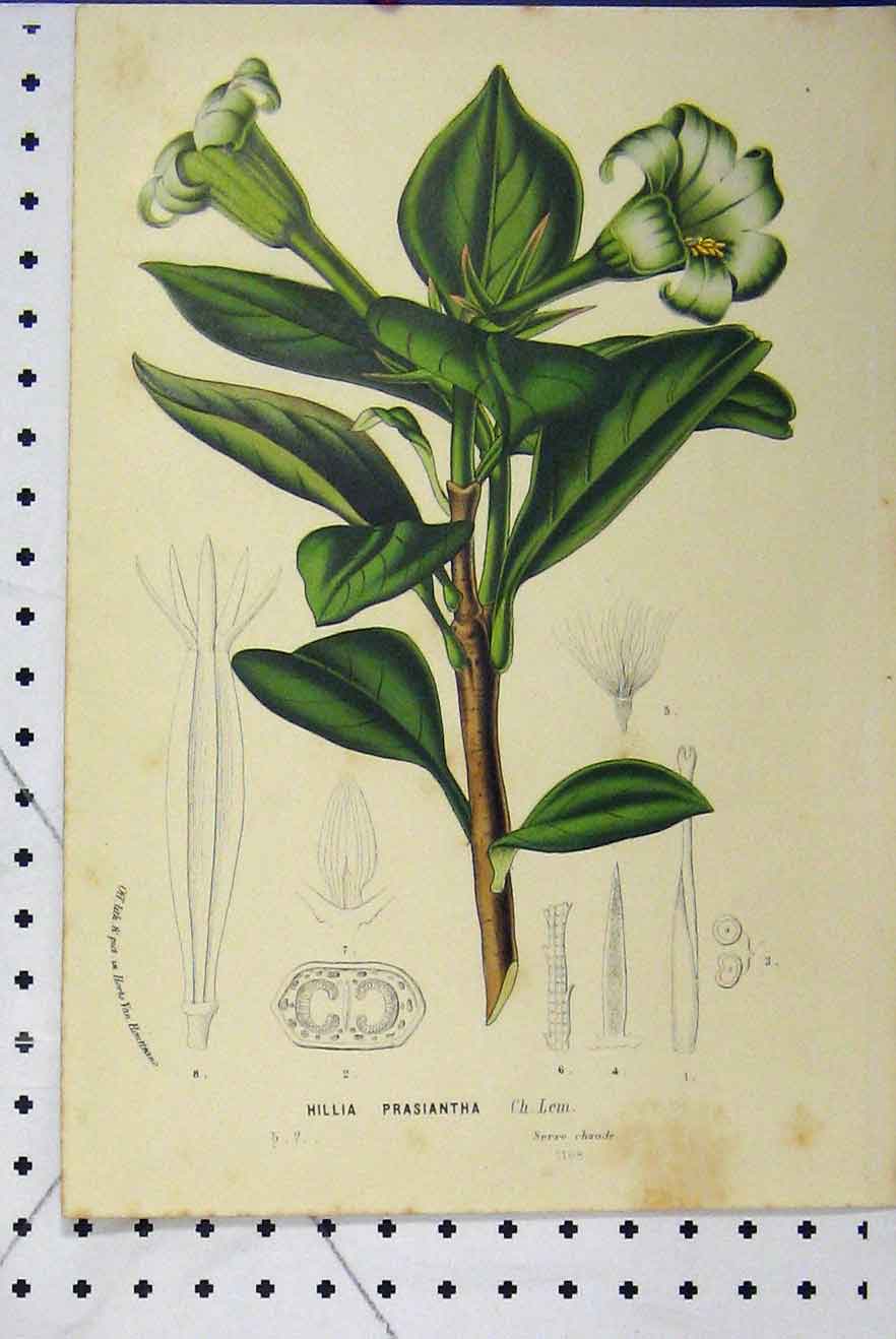 Original Old Antique Print C1853 Horto Van Houtteano Hillia Prasiantha Flowers