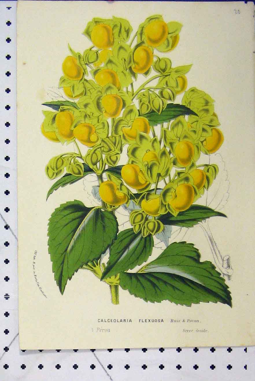 Original Old Antique Print C1853 Horto Van Houtteano Calceolaria Flower Plant