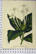 Original Old Antique Print C1853 Horto Van Houtteano Posoqueria Flower Plant