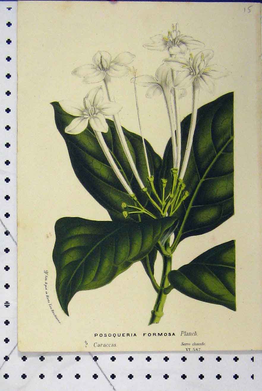 Original Old Antique Print C1853 Horto Van Houtteano Posoqueria Flower Plant