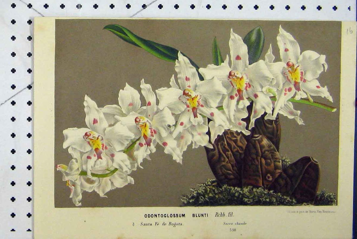 Original Old Antique Print C1853 Horto Van Houtteano Odontoglossum Blunti Plant