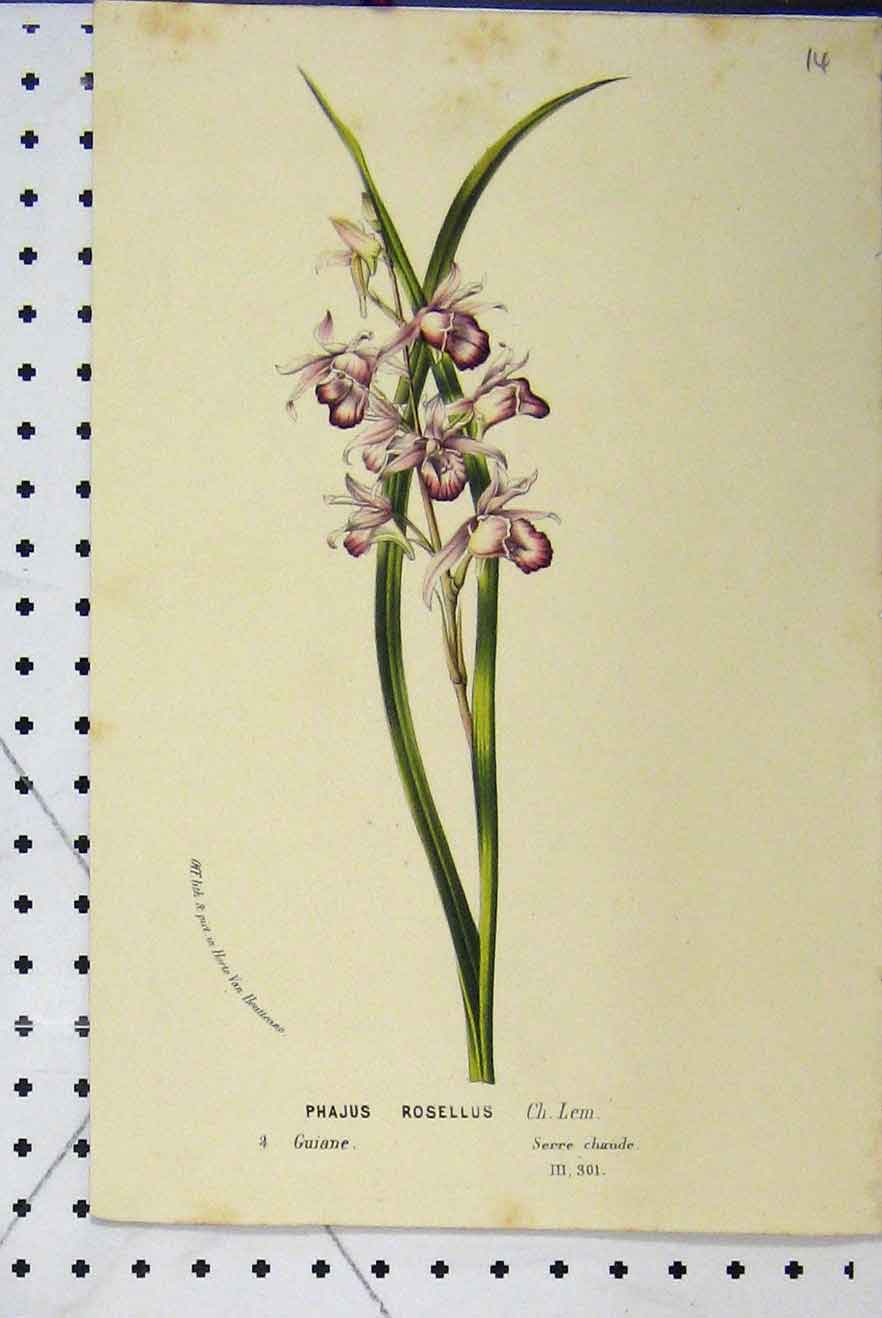 Old Antique Print C1853 Horto Van Houtteano Phajus Rosellus Flower Plant 19th