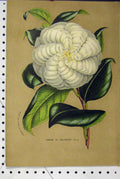 Original Old Antique Print C1853 Horto Van Houtteano Collebeato Flowers Plants