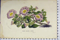 Original Old Antique Print C1853 Horto Van Houtteano Violacea Purple Flowers