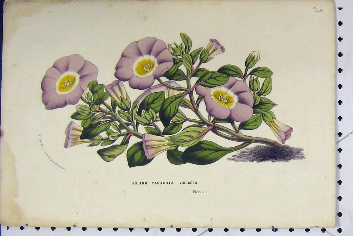 Original Old Antique Print C1853 Horto Van Houtteano Violacea Purple Flowers