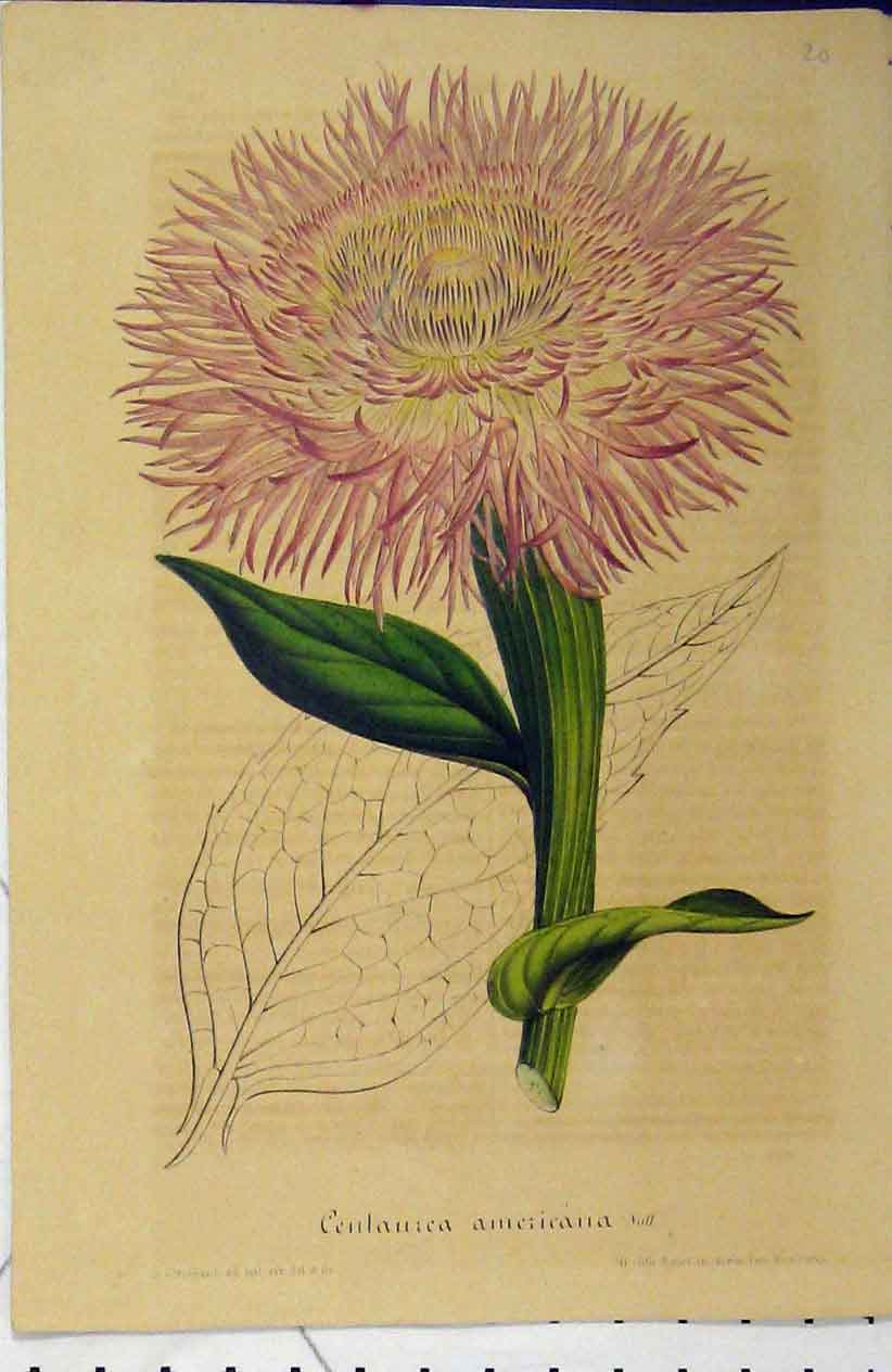 Original Old Antique Print C1853 Centaurea Americana Flower Horto Houtteano