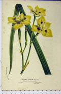 Original Old Antique Print C1853 Horto Houtteano Moraea Bicolor Yellow Flower