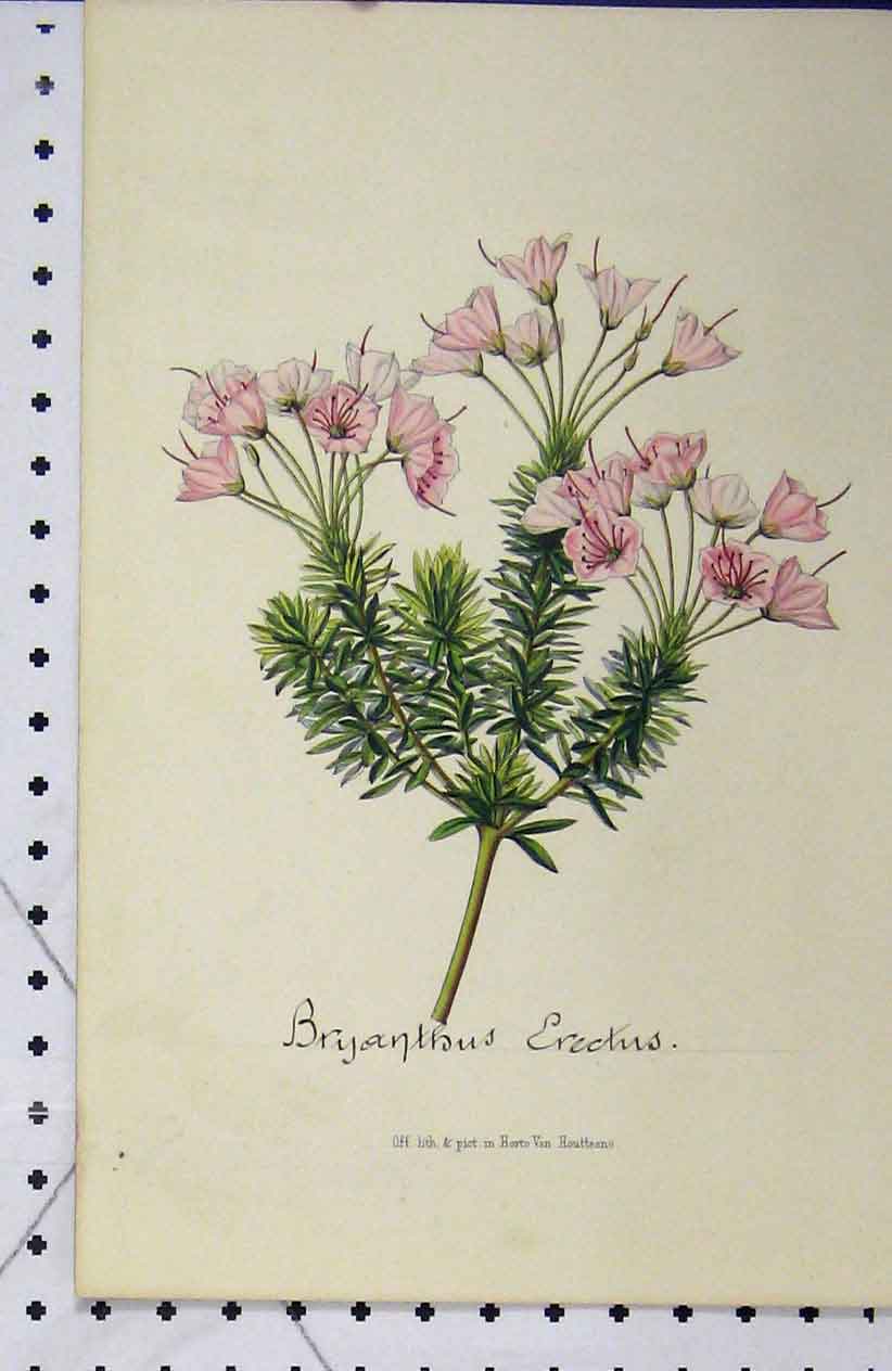 Original Old Antique Print Bryanthus Erectus Flower C1853 Horto Houtteano 19th