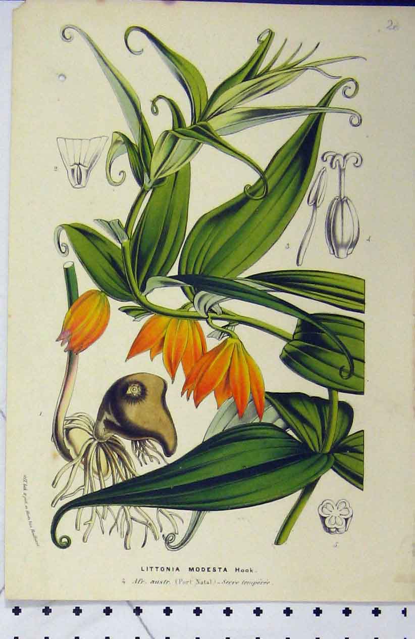 Original Old Antique Print C1853 Horto Houtteano Littonia Modesta Flower 19th