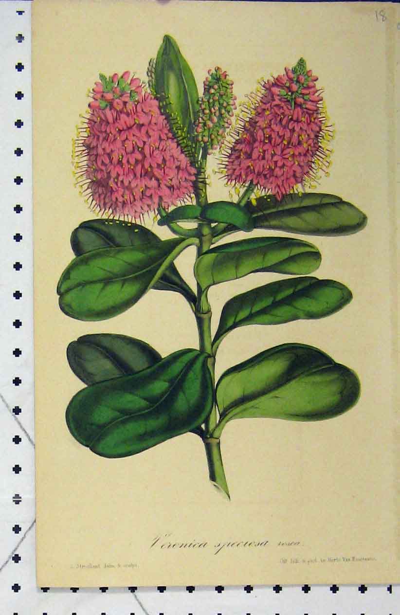 Original Old Antique Print Veronica Speciosa Flower C1853 Horto Houtteano 19th