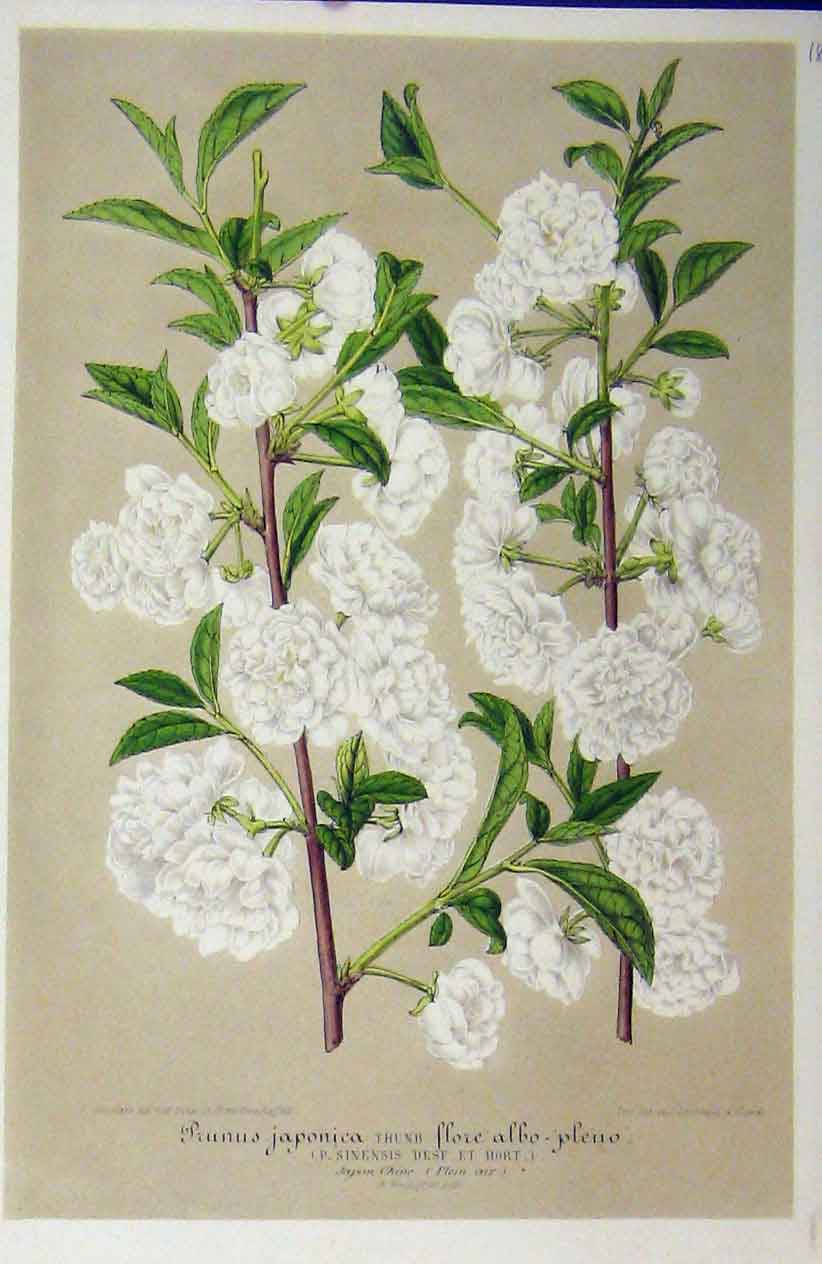 Original Old Antique Print Prunus Japonica Flower C1853 Horto Houtteano 19th