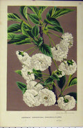 Old Antique Print Cerasus Caproniana Ranunculiflora C1853 Horto Houtteano 19th