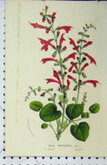 Original Old Antique Print Salvia Porphyrantha Flower C1853 Horto Houtteano