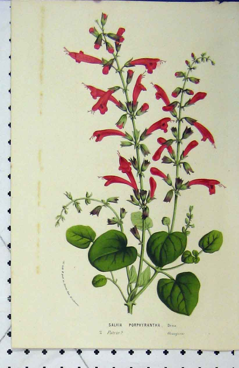 Original Old Antique Print Salvia Porphyrantha Flower C1853 Horto Houtteano