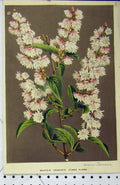 Original Old Antique Print Horto Houtteano C1853 Deutzia Crenata Flore Pleno