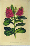 Old Antique Print Ref.292 Veronica Speciosa Flower C1853 Horto Houtteano