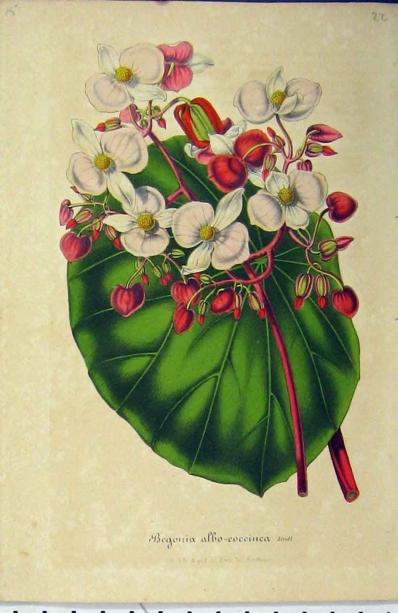 Original Old Antique Print Begonia Albo-Coccinea Flower C1853 Horto Houtteano