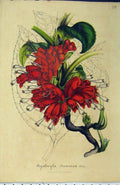 Original Old Antique Print C1853 Agalmyla Staminea Red Flower Horto Houtteano