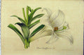 Original Old Antique Print C1853 White Flower Longiflorum Horto Houtteano 19th