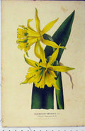 Original Old Antique Print C1853 Flower Pancratium Amancaes Yellow Houtteano