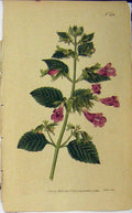 Original Old Antique Print 1792 Hand Coloured Flower Curtis Edwards N.208 18th