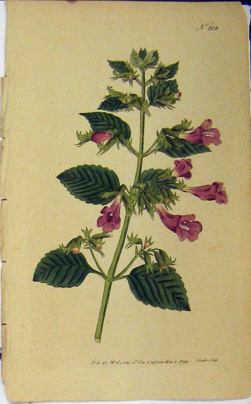 Original Old Antique Print 1792 Hand Coloured Flower Curtis Edwards N.208 18th