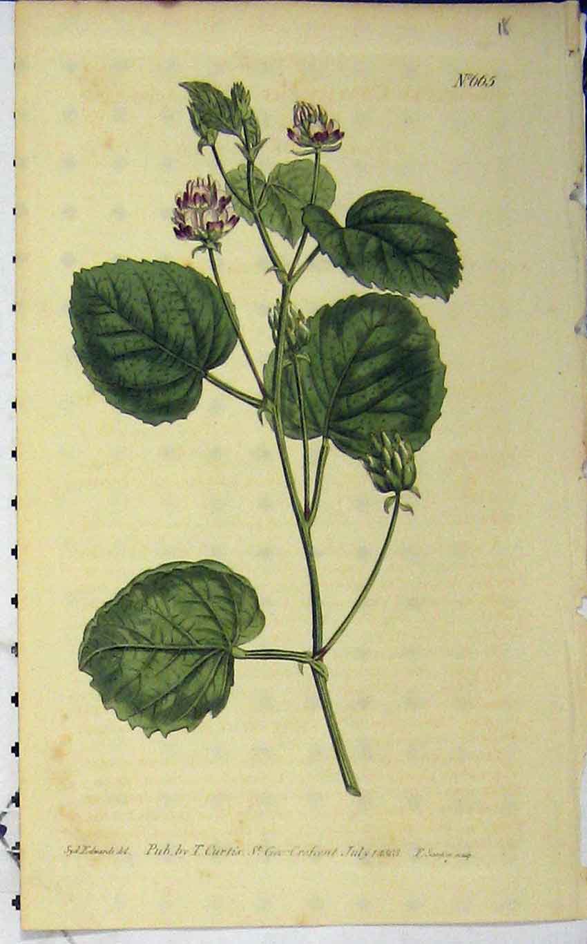 Old Antique Print 1803 Hand Coloured Flower Edwards Curtis Sansom N.665 19th