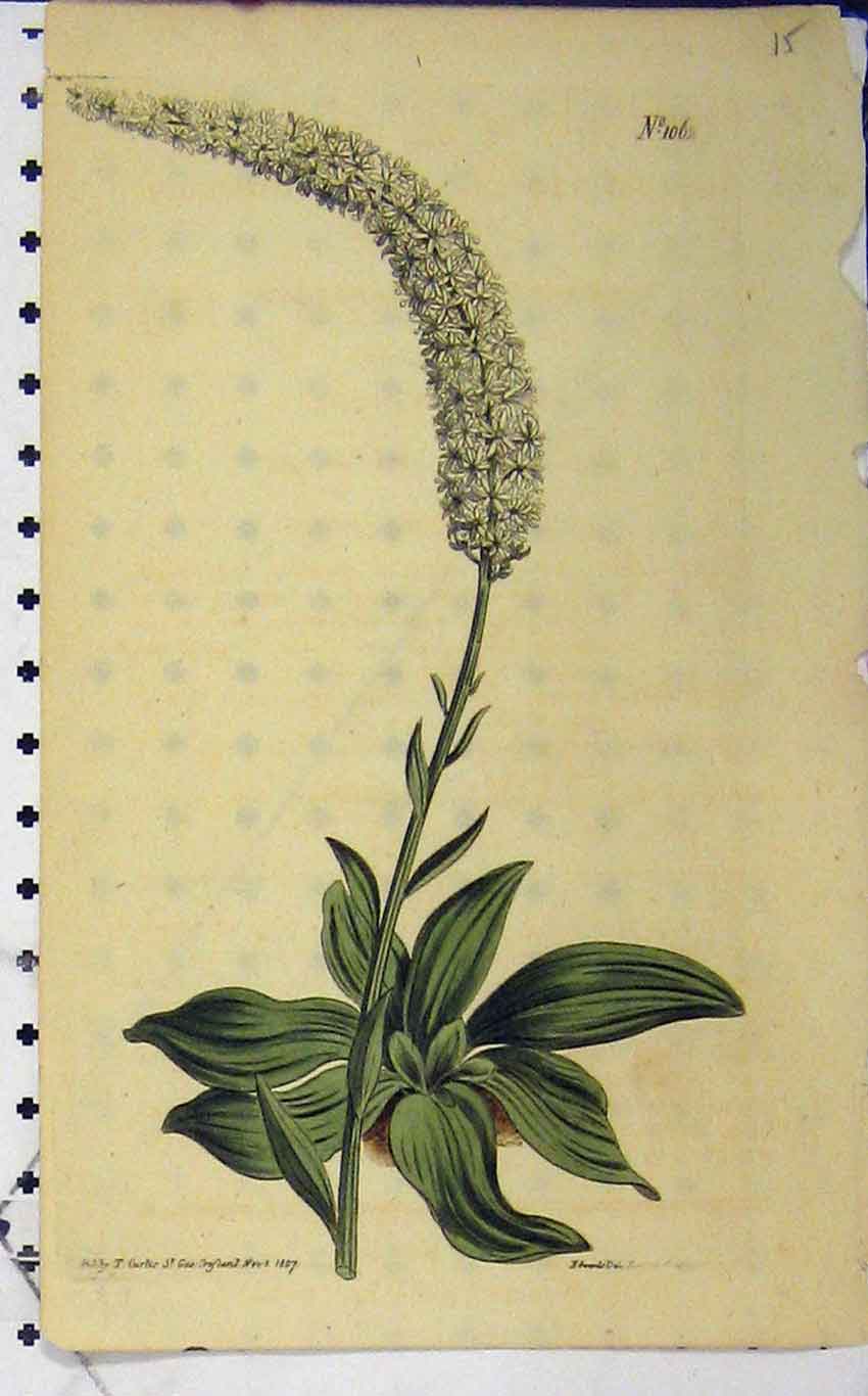 Old Antique Print Hand Coloured Flower 1807 Curtis Edwards Sansom N.1062 19th