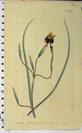 Old Antique Print 1802 Hand Coloured Flower Edwards Curtis Sansom N.587 19th