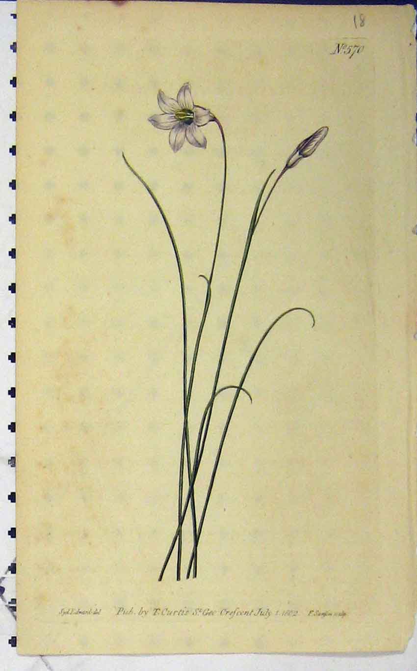 Old Antique Print 1802 Hand Coloured Flower Edwards Curtis Sansom N.570 19th