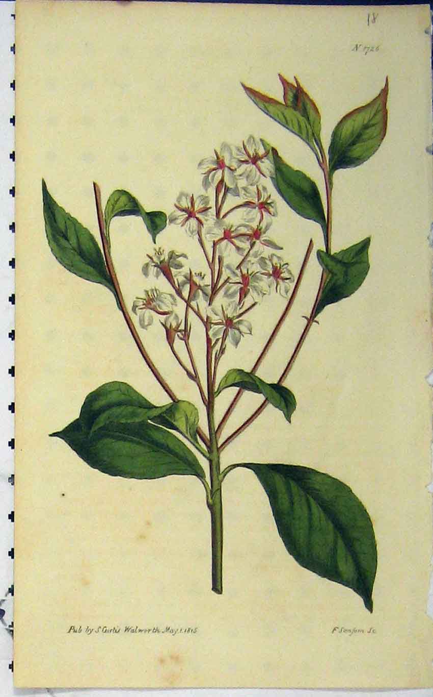 Original Old Antique Print 1815 Hand Coloured Flower Curtis Sansom Plate 1726