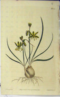 Old Antique Print 1810 Hand Coloured Flower Edwards Curtis Sansom N.1329 19th