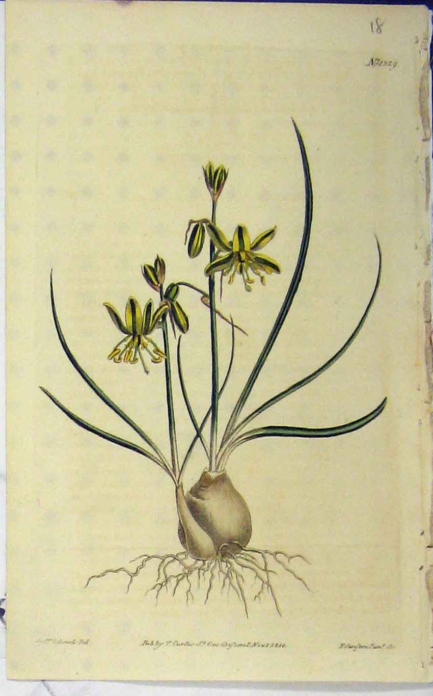 Old Antique Print 1810 Hand Coloured Flower Edwards Curtis Sansom N.1329 19th