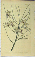 Old Antique Print 1803 Hand Coloured Flower Curtis Edwards Sansom N.683 19th
