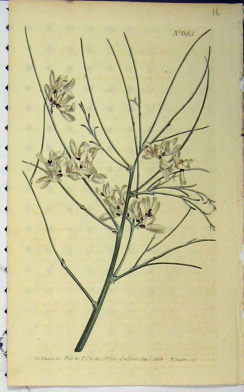 Old Antique Print 1803 Hand Coloured Flower Curtis Edwards Sansom N.683 19th
