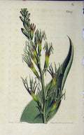 Original Old Antique Print 1802 Hand Coloured Flower Curtis Plate 1157 19th