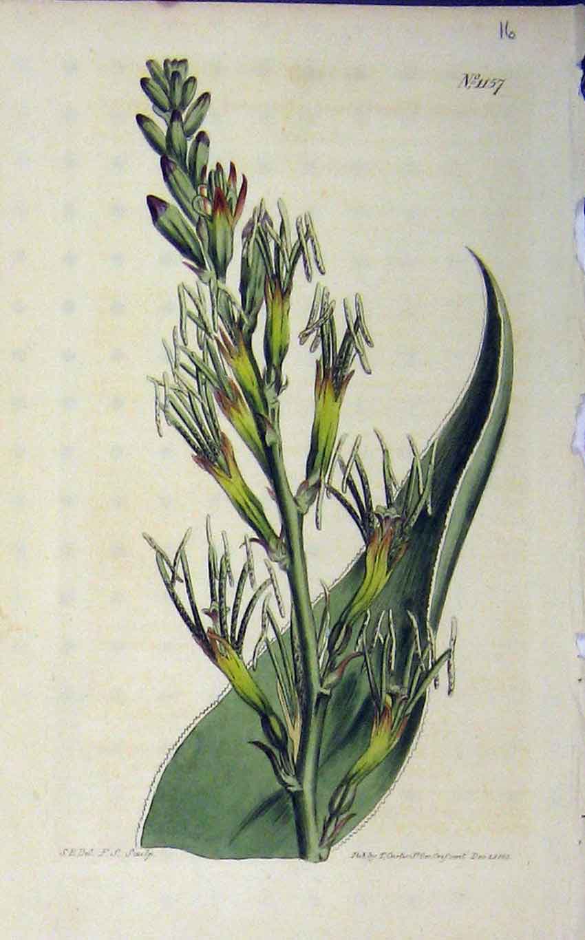 Original Old Antique Print 1802 Hand Coloured Flower Curtis Plate 1157 19th