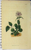Original Old Antique Print 1816 Hand Coloured Flower Curtis Weddell Plate 1825