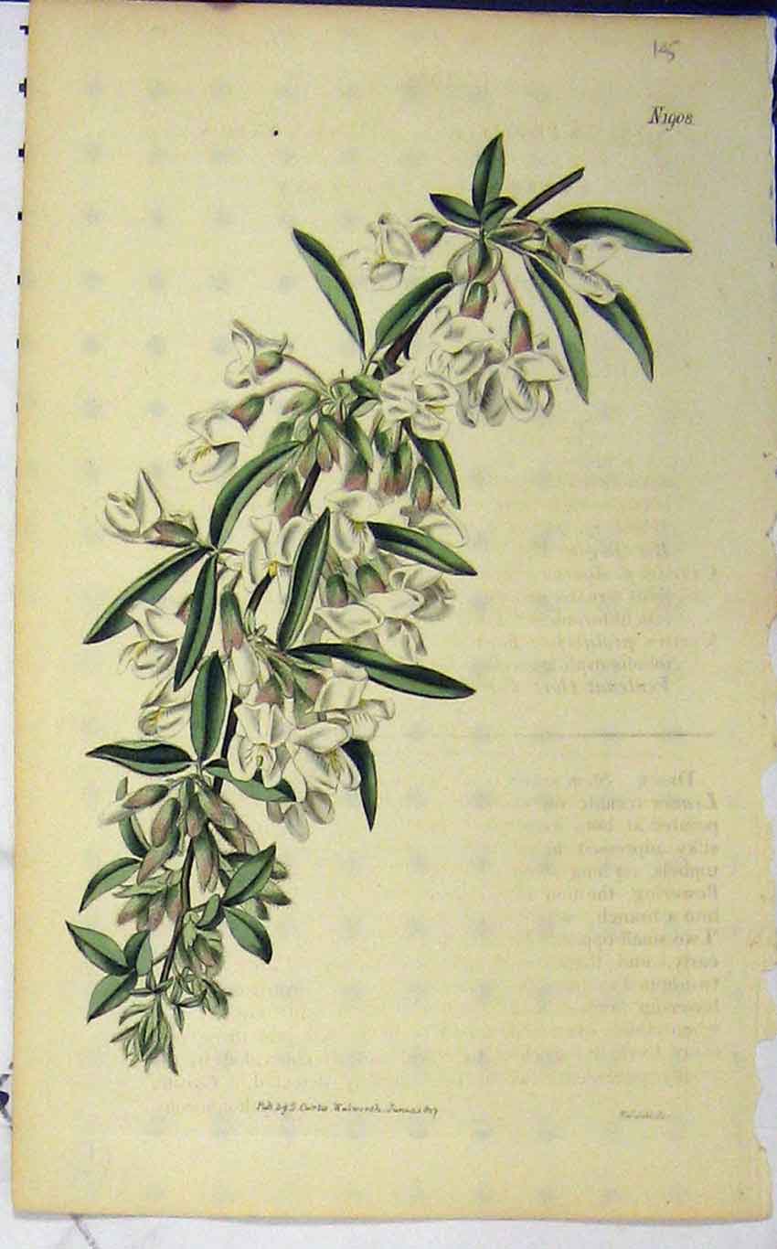Original Old Antique Print 1827 Hand Coloured Flower Curtis Weddell Plate 1908