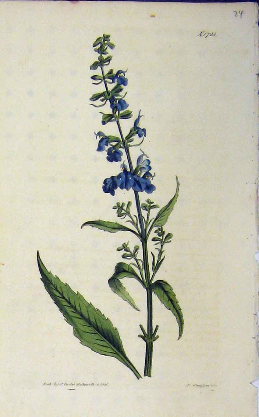 Original Old Antique Print 1818 Hand Coloured Flower Curtis Sansom Plate 1728
