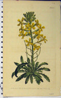 Old Antique Print 1805 Hand Coloured Flower Edwards Curtis Sansom N.835 19th