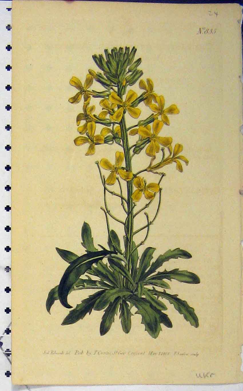 Old Antique Print 1805 Hand Coloured Flower Edwards Curtis Sansom N.835 19th