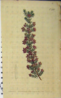 Old Antique Print 1800 Hand Coloured Flower Edwards Curtis Sansom N.481 19th
