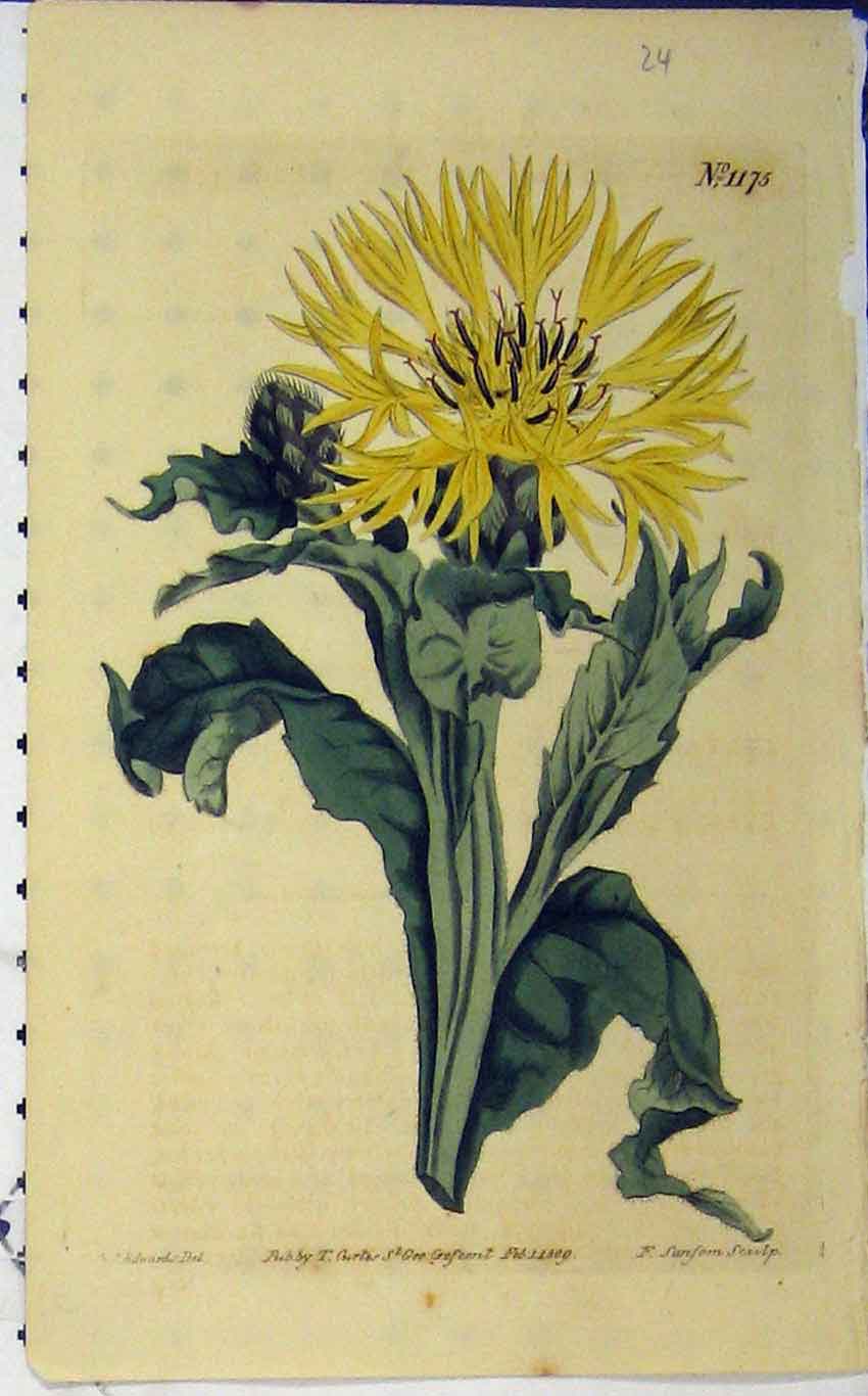 Old Antique Print 1809 Hand Coloured Flower Edwards Curtis Sansom N.1175 19th