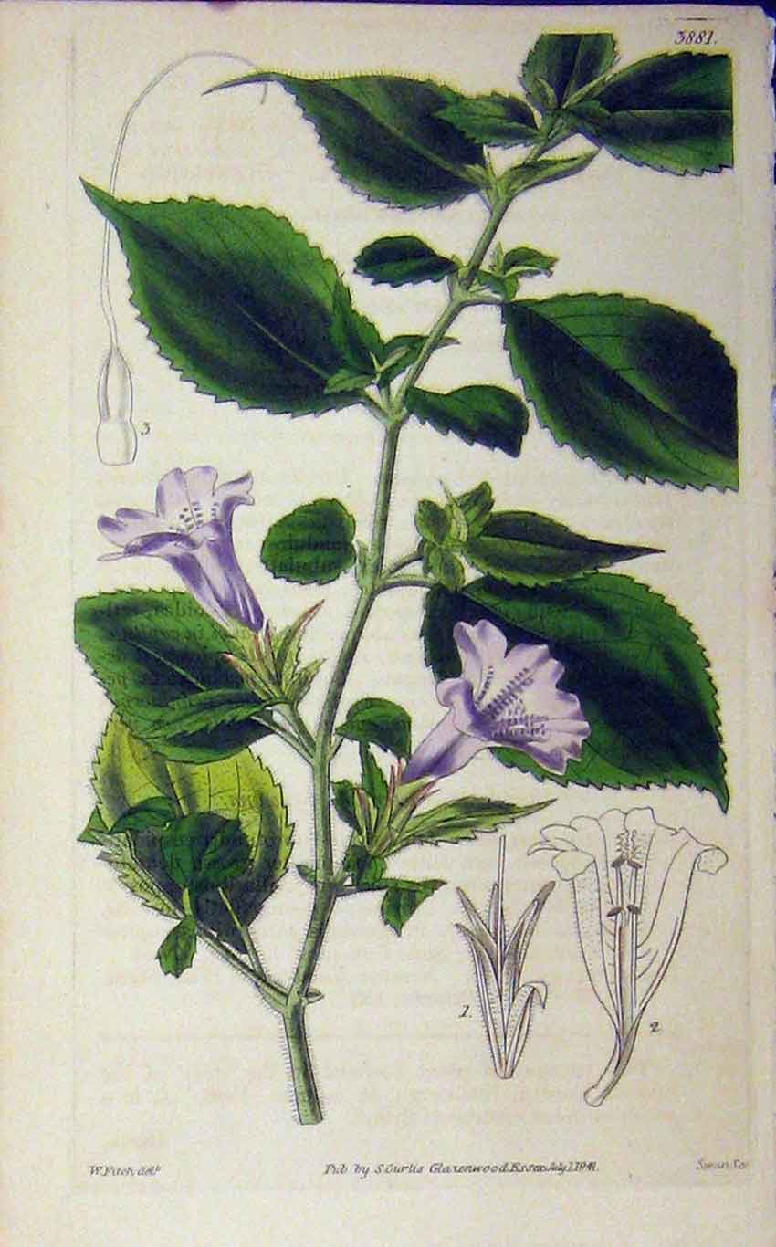 Old Antique Print 1841 Hand Coloured Flower Fitch Curtis Swan Plate 3881 19th