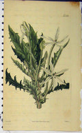 Original Old Antique Print Hand Coloured Flower 1825 Curtis Weddell Plate 2563
