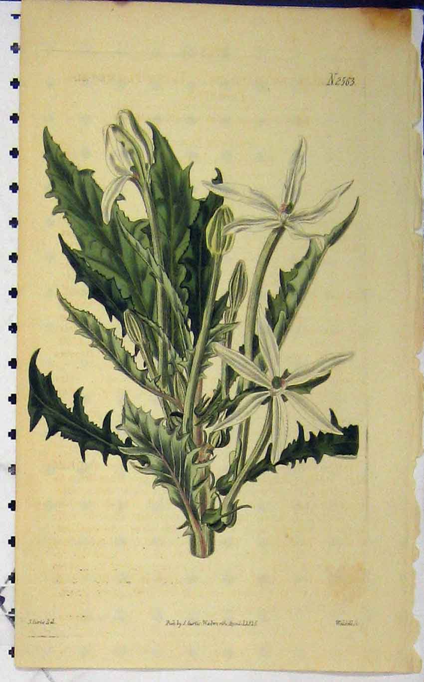 Original Old Antique Print Hand Coloured Flower 1825 Curtis Weddell Plate 2563