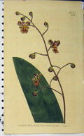 Old Antique Print Hand Coloured Flower 1804 Curtis Edwards Sansom N.777 19th