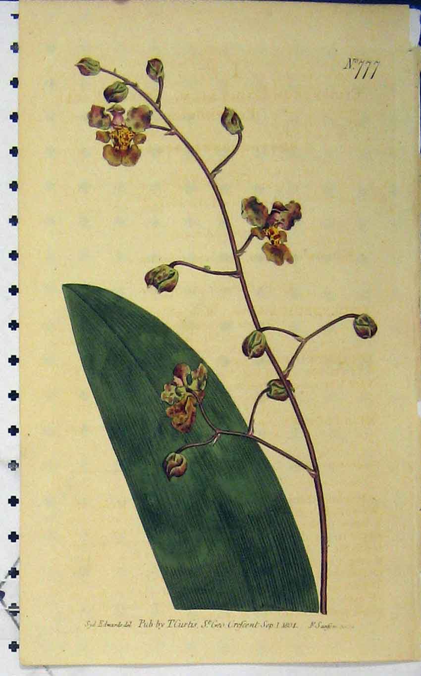 Old Antique Print Hand Coloured Flower 1804 Curtis Edwards Sansom N.777 19th