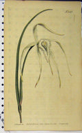 Old Antique Print 1801 Hand Coloured Flower Edwards Curtis Sansom N.543 19th